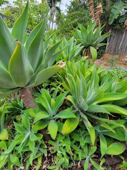 Cactus Succulents Foxtail Agave Plants STARTING AT $15