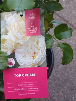 Top cream rose bush