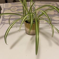 Spider Plant In Unique Glazed Ceramic Pot