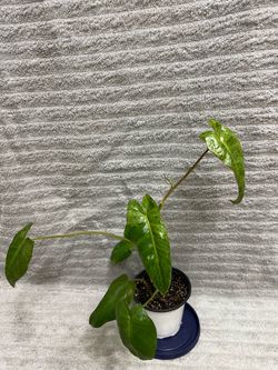Philodendron Paraiso Verde Live Plant