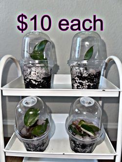 Pink Princess In Dome