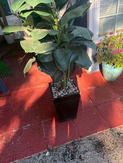 Large Artificial Ficus Tree in Dark Planter