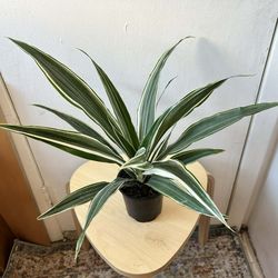 Dracaena
