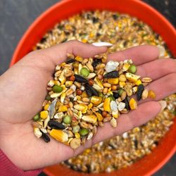 Chicken Feed 