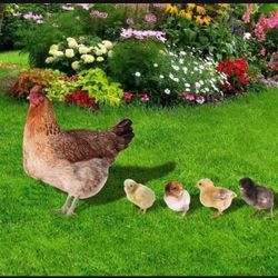 5pcs/set Acrylic Chicken Yard Stakes, Outdoor Garden Decor, Double-Sided UV Print, Rustic Farmhouse Hen & Chicks Lawn Ornaments, Durable Plastic Garde