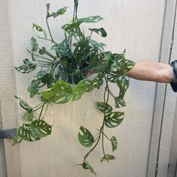 6” Monstera Swiss cheese 