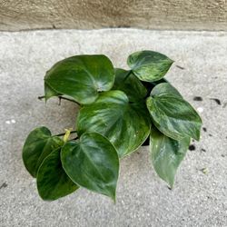 Philodendron Hederaceum Variegated 4” Pot Live Plant