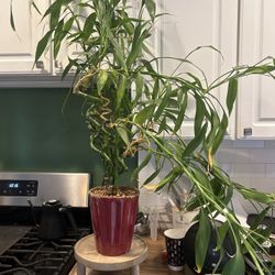 Bamboo Plant W/stand