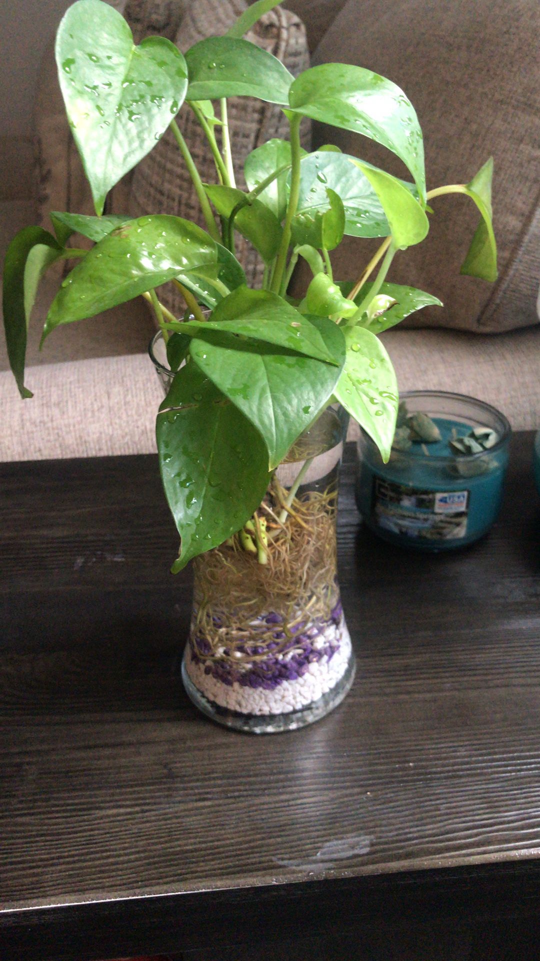Plant with vase