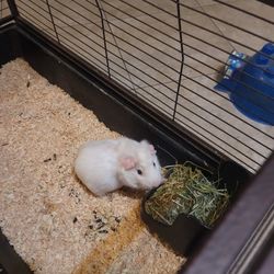 Cage With All Accessories And Food and G P. included . Only $50  We Paid $150 Only For The Cage Plus The G.P. at Petco