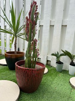 Trigona Cactus in Decorative Ceramic Pot