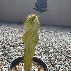Spiral Cactus