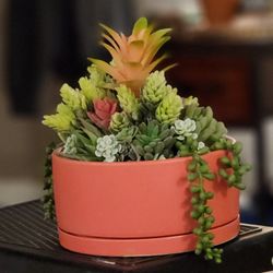 BRAND NEW SUCCULENT ARRANGEMENT CORAL COLOR