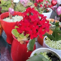 Natural Plants, 💖  Plantas Naturales 