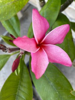 Plumerias Pink 30” Rooted