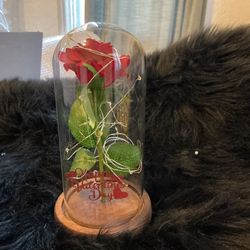 Eternal Rose Beauty And The Beast Perfect Detail For Valentines Day 