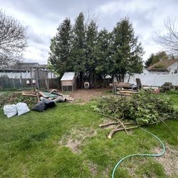 Tree Branches And Pieces Of Wood