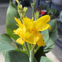 Live Cannova Yellow Canna Lily Flowers Garden Houseplant 6”Pot