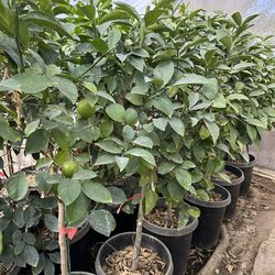 Sweet Lemon (Lima Dulce)
