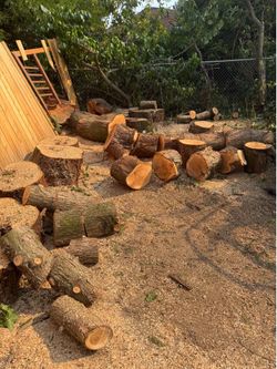 Free firewood