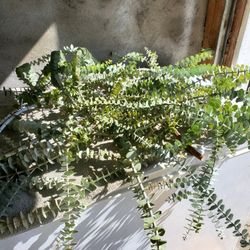Baby blue Australian eucalyptus cuttings
