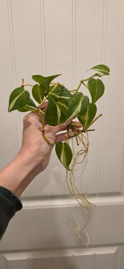 Scindapsus silver stripe