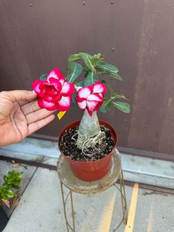 8” xl bonsai desert rose