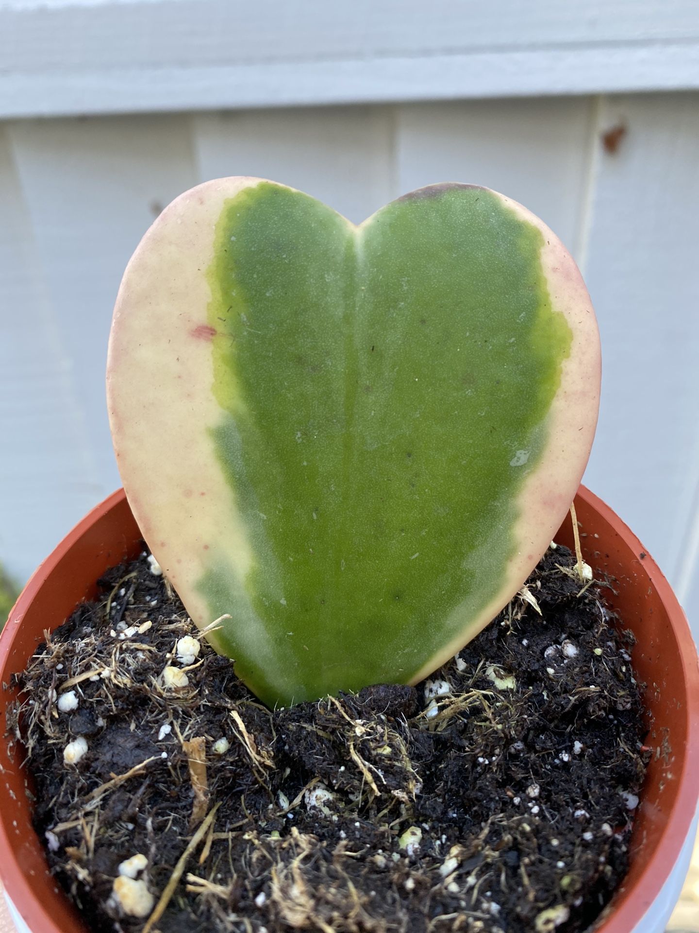 Hoya Kerrii (hoya sweetheart) limited number of plant available.