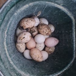 Turkey Eggs 