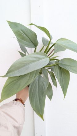 Philodendron Hastatum Silver Sword Plant 4" Pot - Indoor House Plants 