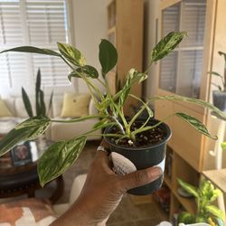 RARE Philodendron Emerald King
