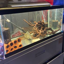 40 Gallon Fish Tank Full Setup