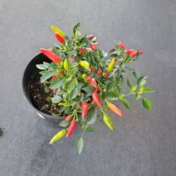 Red Chilli Plant