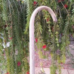 Classy Antique Antique Walking Cane Old