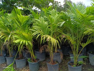 Christmas palm tree 🌴🌴 from $35