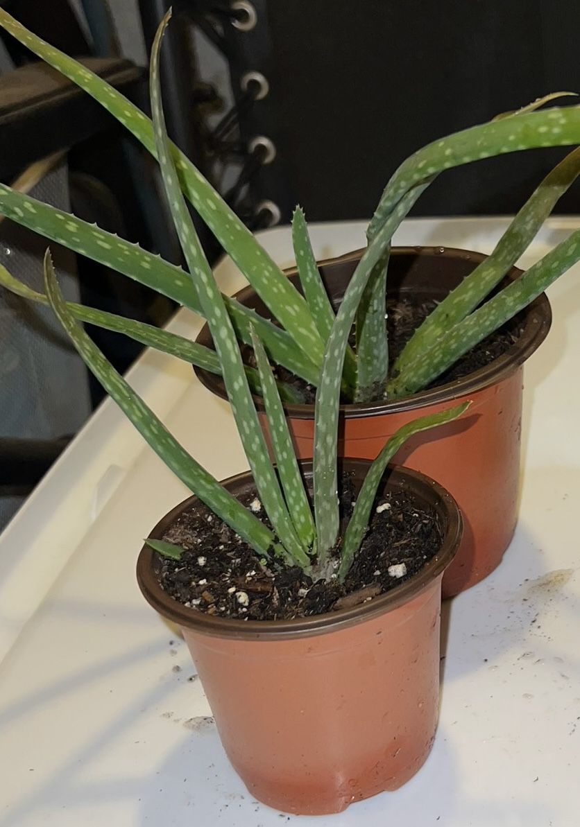 Aloe Vera Plants - Medicinal & Health Benefits!
