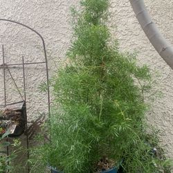  Fern Plant In 5 Gallon Plastic Self Container.