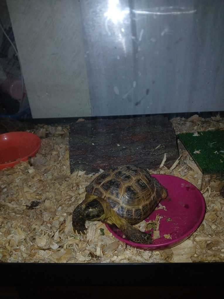 Turtles