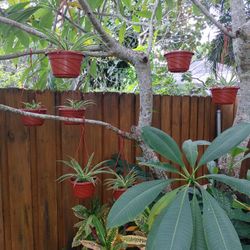 Spider plants hanging baskets $10 each