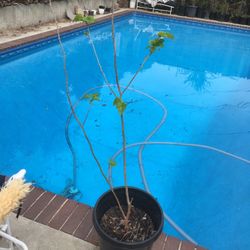 mulberry tree with fruit in 15 gallon unknown variety