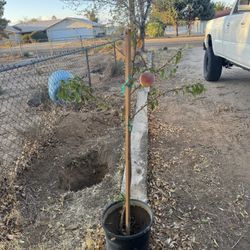 Peach Tree 