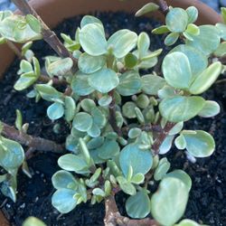 Variegated Furtulaca Elephant Bush Succulent 