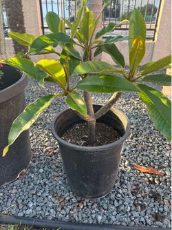 Plumeria  bote de 5 galones