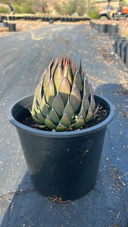 Agave Praying Hands /Mangave