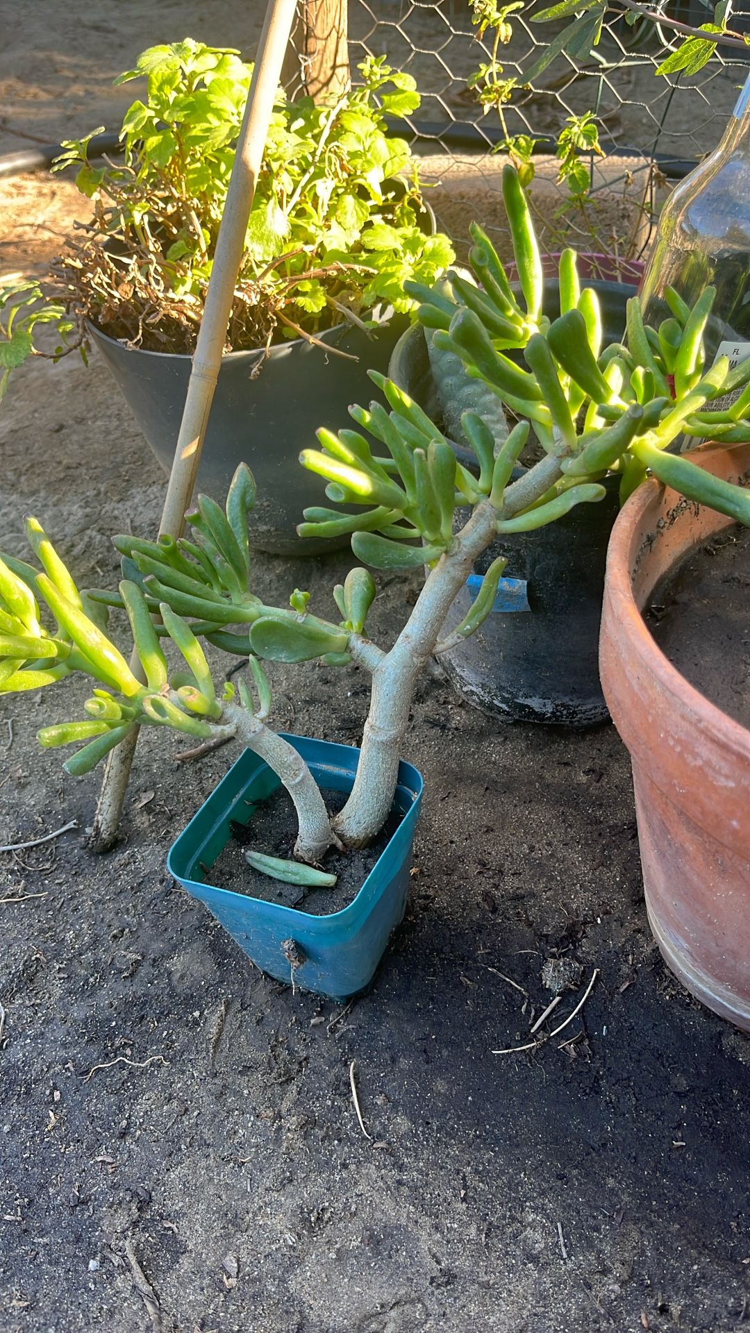 Oreja D E Shriek Succulents