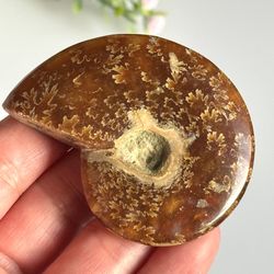 Natural Ammonite