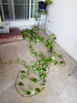 Plant