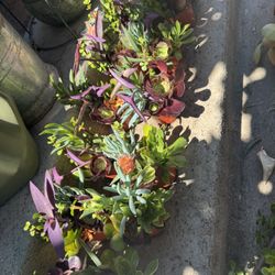 Succulent Arrangement 
