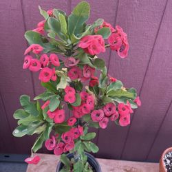 Crown Of Thorns / Corona De Cristo 