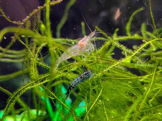 Shrimp Aquarium Decorations (Neocaridina)